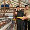 Mendes Yandri Saat Panen Telur Ayam di Desa Kaliwedi Kabupaten Sragen