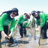 Perkuat Komitmen Lingkungan, KALLA Tanam 41 Ribu Bibit Mangrove di Tekolabbua